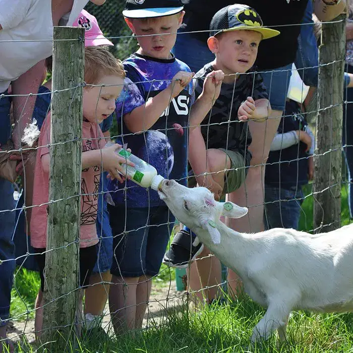 Bottle Feeding Goats Schools and Groups