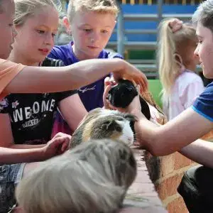 Guinea Pig Handling Monk Park Farm park in Yorkshire welcomes Schools and Groups