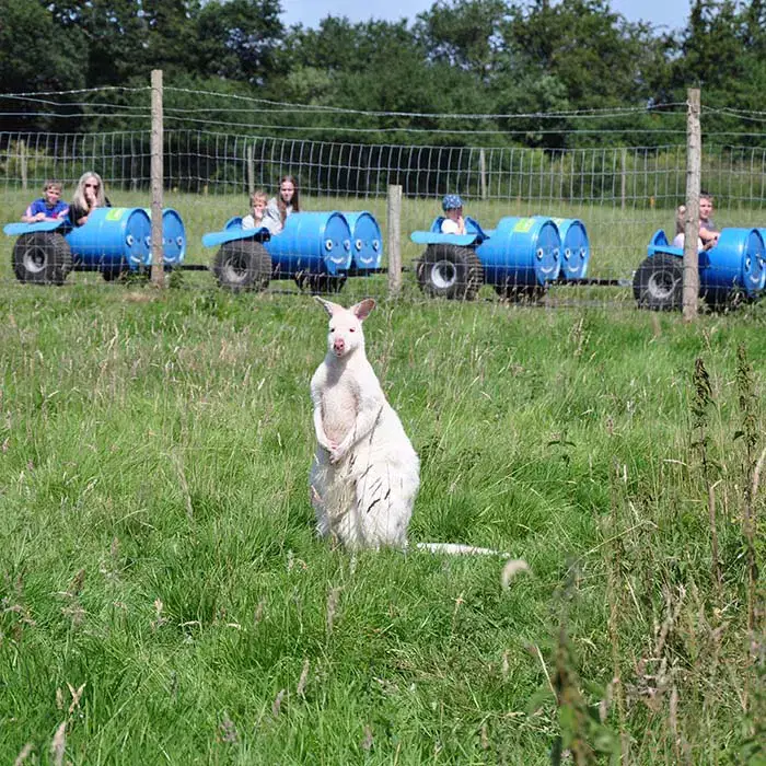 Wallabies With Barrel Ride Web Schools and Groups