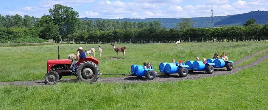 Barrel Ride in the Deer & Llama Field
