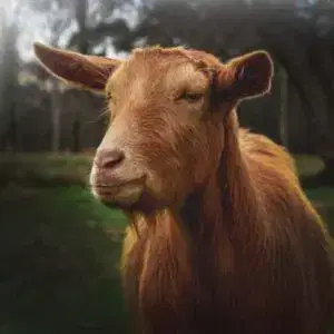 Golden Guenset Goat SQ 2 Opening Times