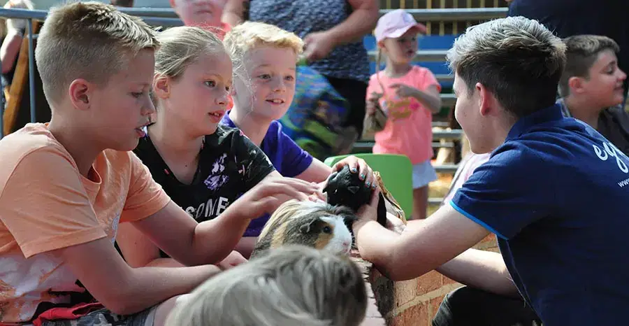 Indoor Petting Banrn & Guinea Pigs