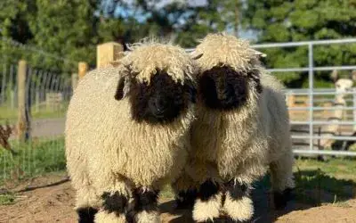SHEEP SNUGGLES