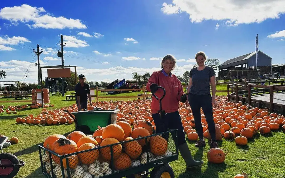 PUMPKIN RESTOCK 🎃