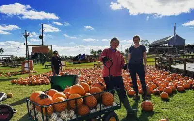 PUMPKIN RESTOCK 🎃