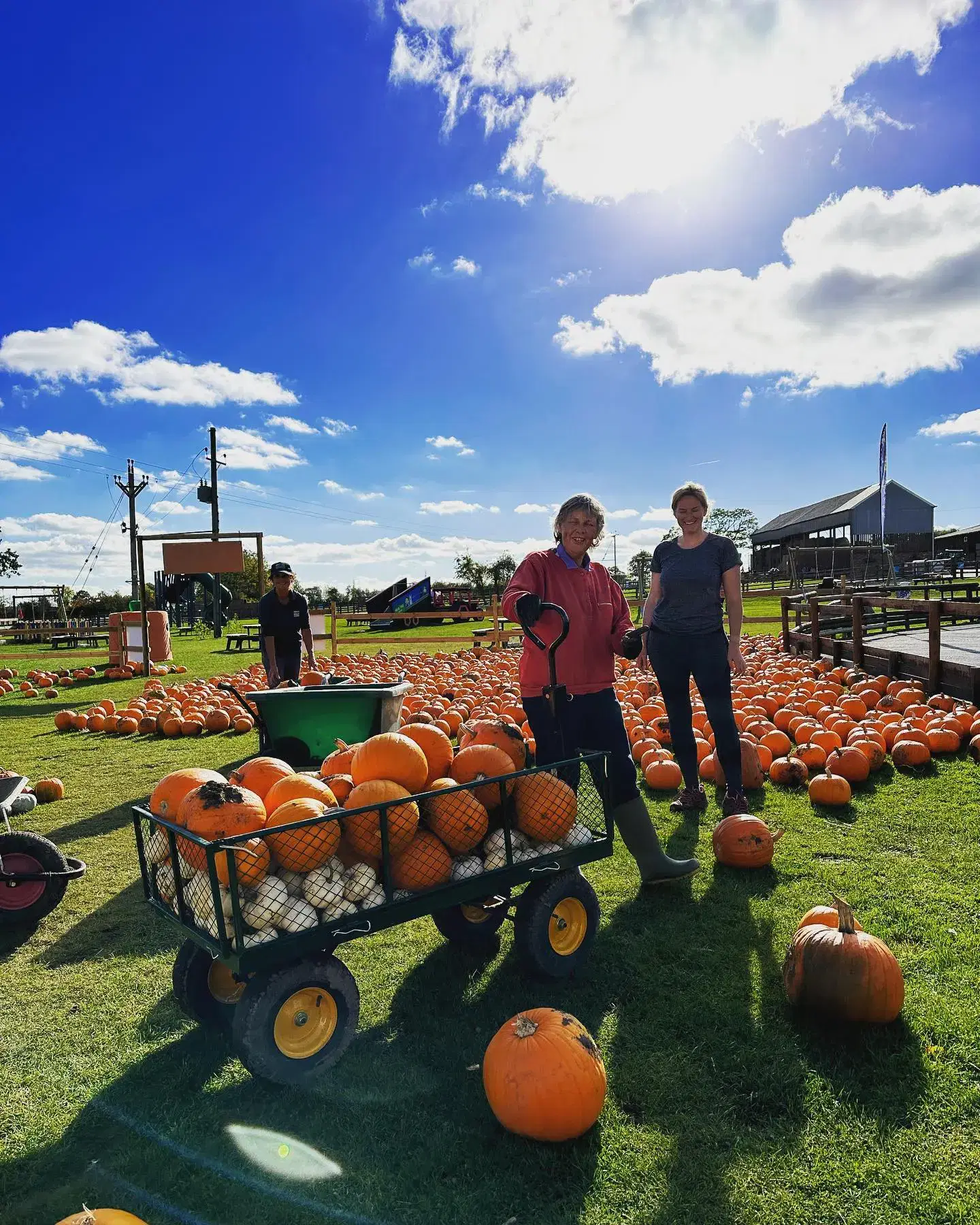 Pumpkin Restock