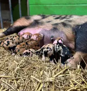 Mummy pig and babies at feeding time North Yorkshire