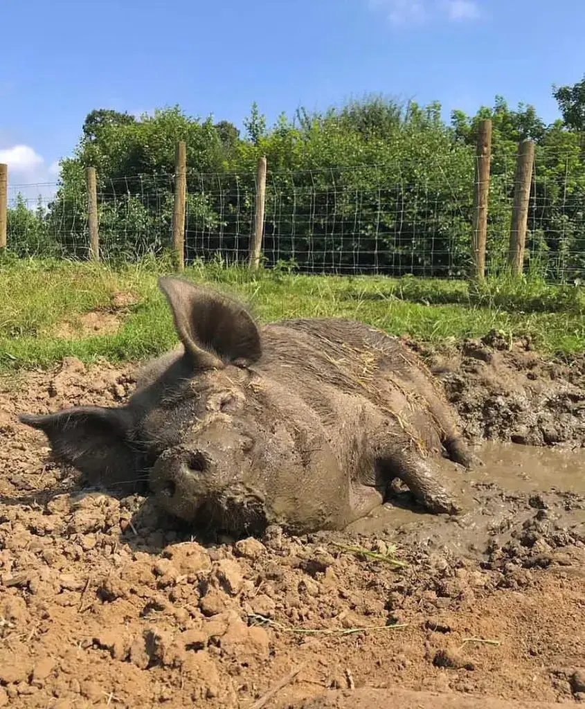 Pig in mud at Monk Park Farm North Yorkshire