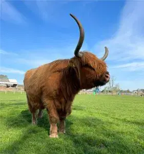 Highland Cattle | Monk Park