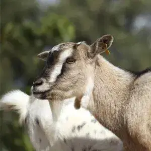 Pygmy Goats