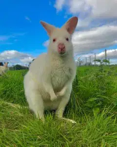 Summer holidays at Monk Park Farm