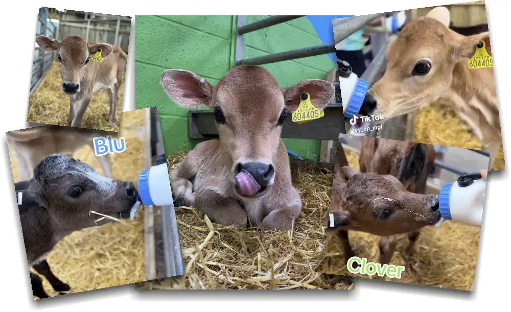 Calf Feeding Group