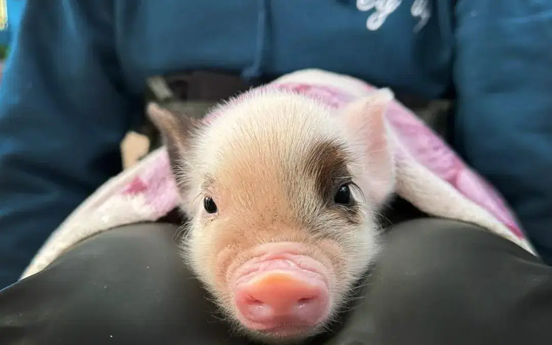 Pig Snuggling Returns for 2025!