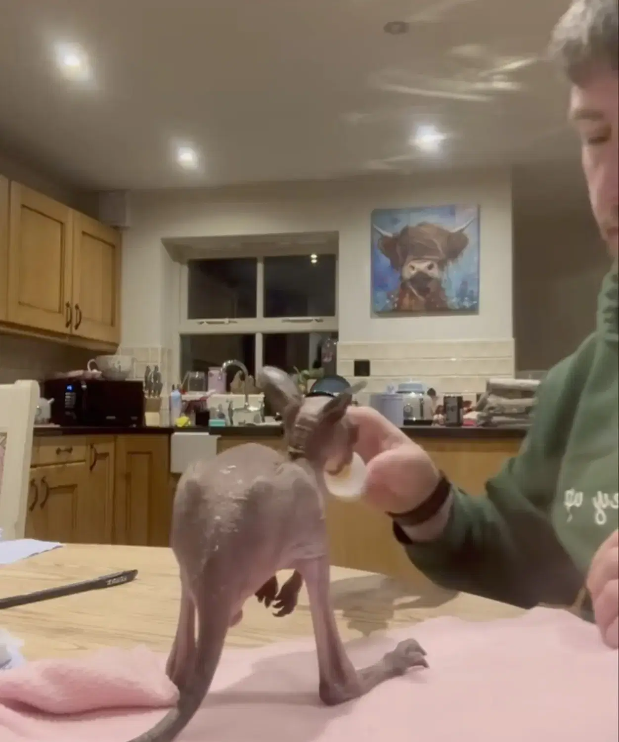 Bottle-Feeding-Roo-1