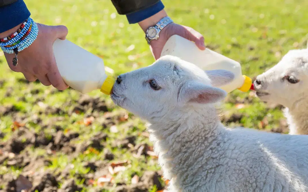 Get Ready: Bottle Feeding is Back at Monk Park Farm