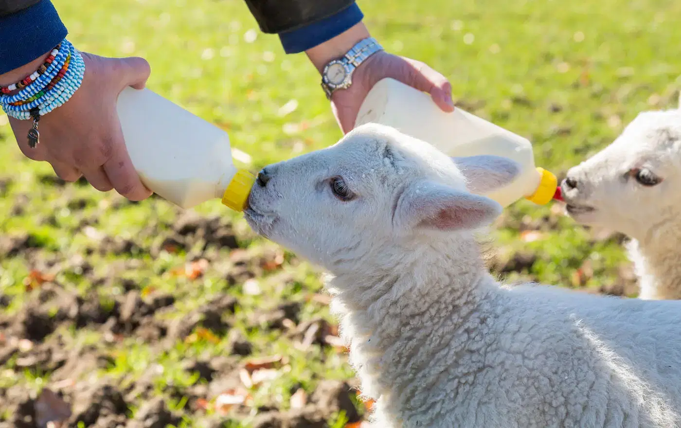 Young adult woman feeding two newborn lambs from bottles