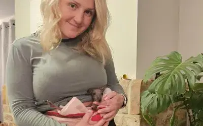 Rescued Baby Wallaby Hand-Reared at Monk Park Farm