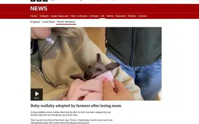 Monk Park Farm and Baby Roo make the BBC News!