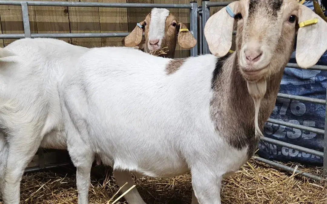 New Arrivals at Monk Park Farm – Baby Goats & Lambs