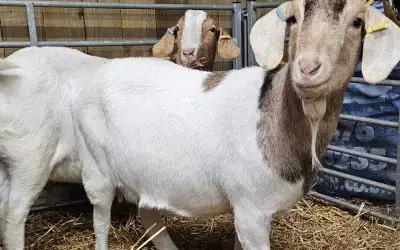 New Arrivals at Monk Park Farm – Baby Goats & Lambs