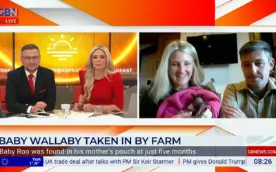 Monk Park Farm’s Baby Roo Hops onto GBN Breakfast!