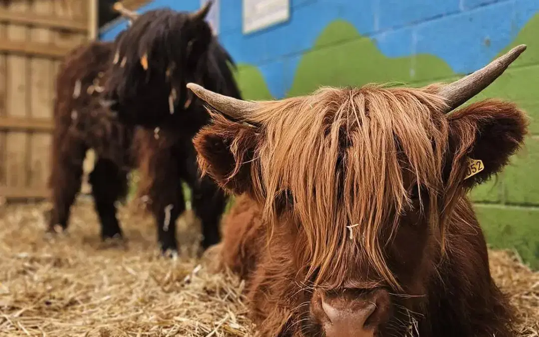 Meet Our Highland Cows in the Petting Barn!