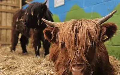 Meet Our Highland Cows in the Petting Barn!