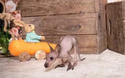 Roo’s 5-Month Update: From Snuggles to Exploring!