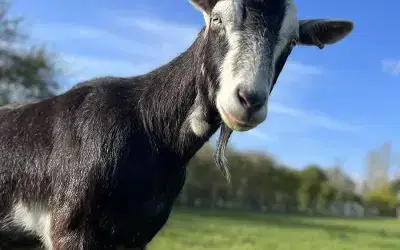 Introducing Our New Farm Academy – Perfect for Mini Farmers!