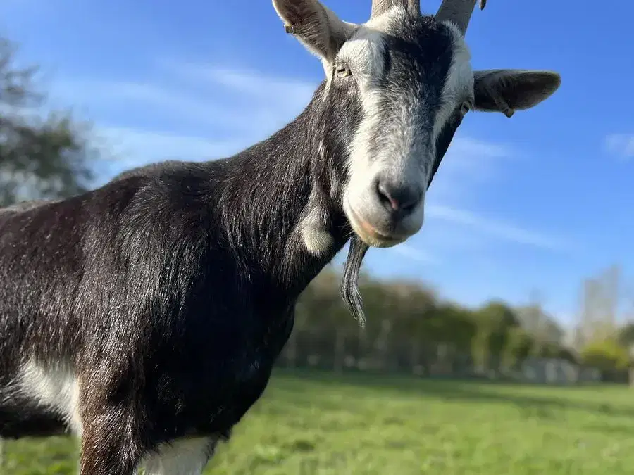 Introducing Our New Farm Academy – Perfect for Mini Farmers!