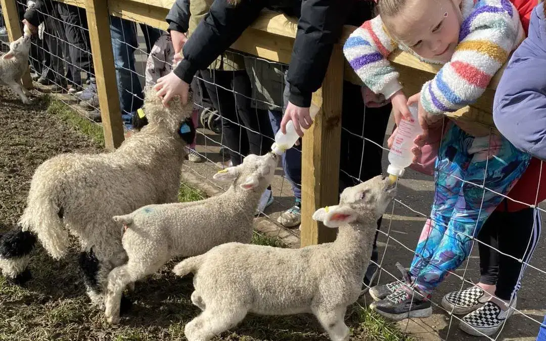 🐑 Bottle Feeding is Back This Mother’s Day Weekend! 🍼