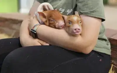 🐷 Pig Snuggling is Back! 🐷