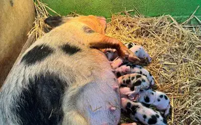 🐷 Exciting News! Piglets Are Here! 🐷