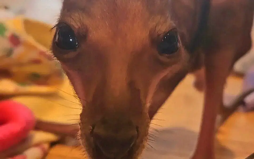 Roo’s Weaning Journey Begins!