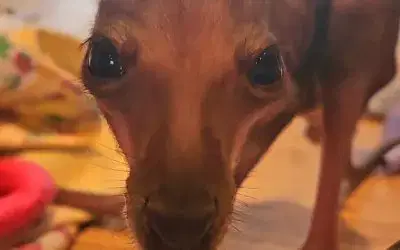 Roo’s Weaning Journey Begins!