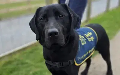 Paws-itively Adorable Visitors at the Farm! 🐾