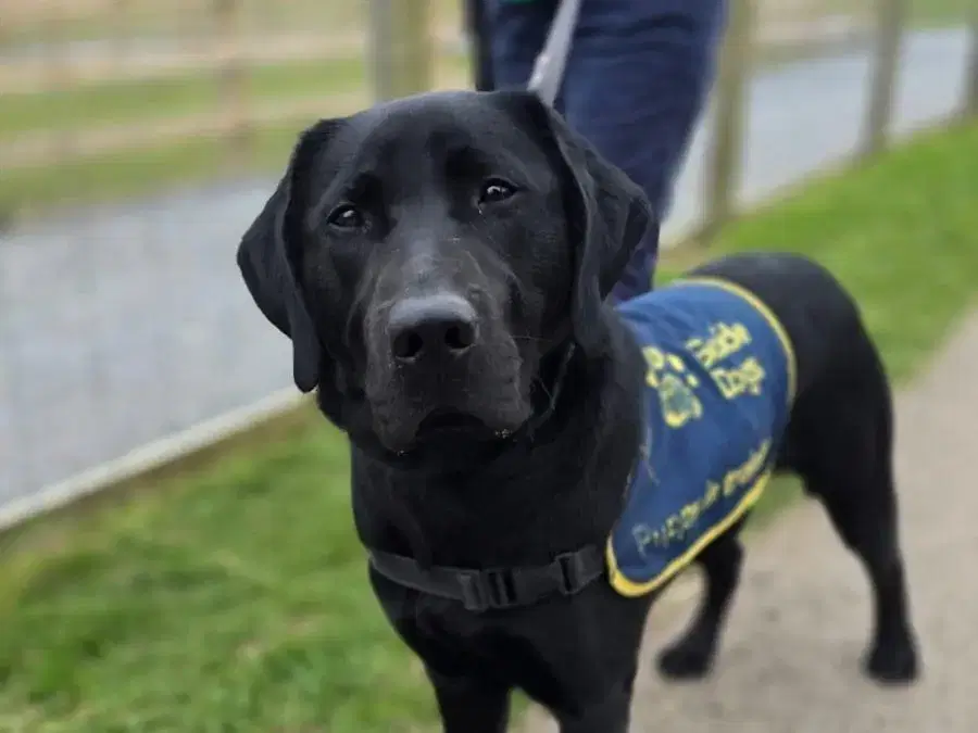 Paws-itively Adorable Visitors at the Farm! 🐾