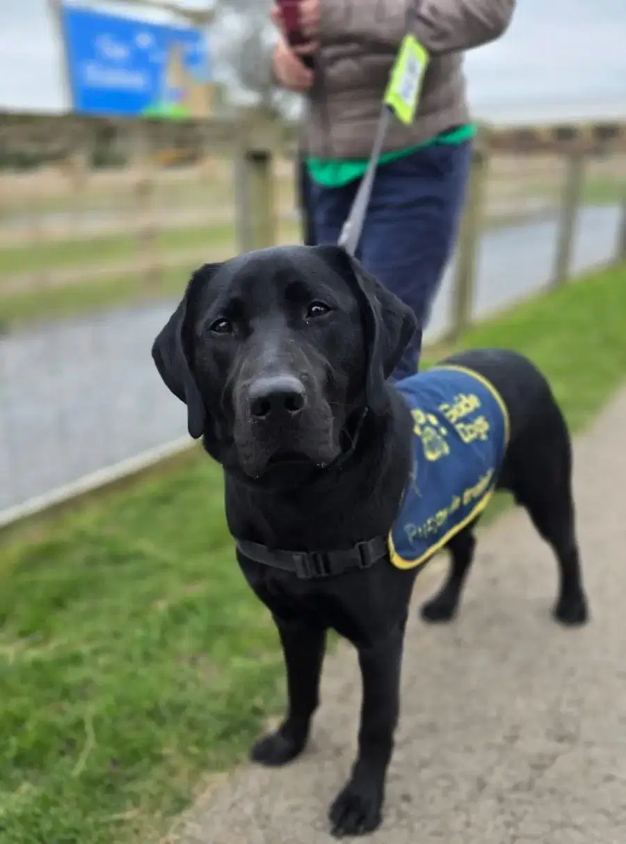 Black dog looking at the camera