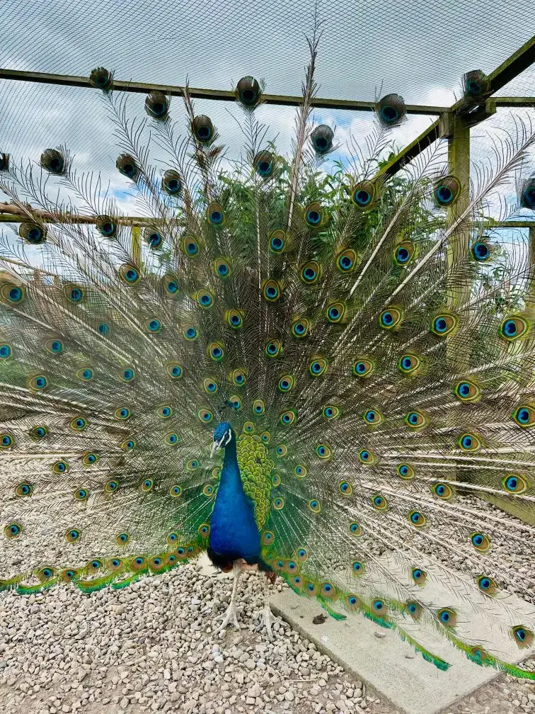 Proud peacock displaying tail feathers.