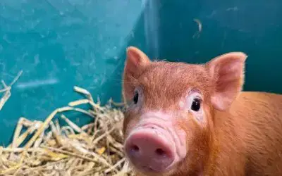 🐷 Piglets for Sale 🐷