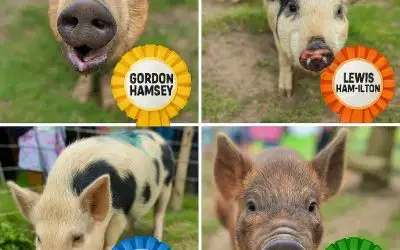 🐷Place you bets – Pig Racing Returns to the Farm 🏁