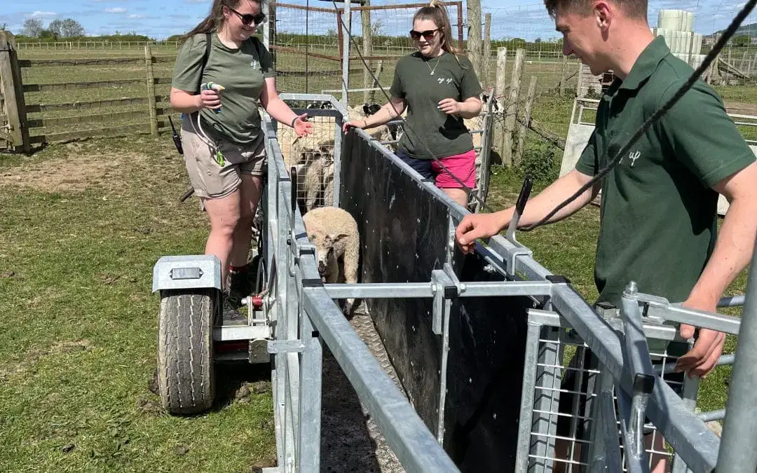 Buzz Off, Flies – It’s Flystrike Prevention Time! 🐑☀️