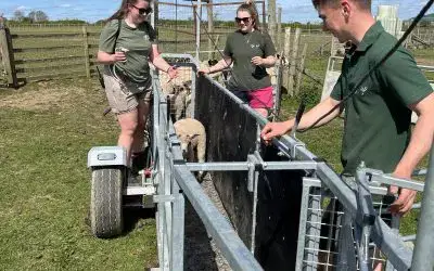 Buzz Off, Flies – It’s Flystrike Prevention Time! 🐑☀️