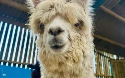 ✂️🦙 It’s Shearing Season at Monk Park Farm! 🦙✂️