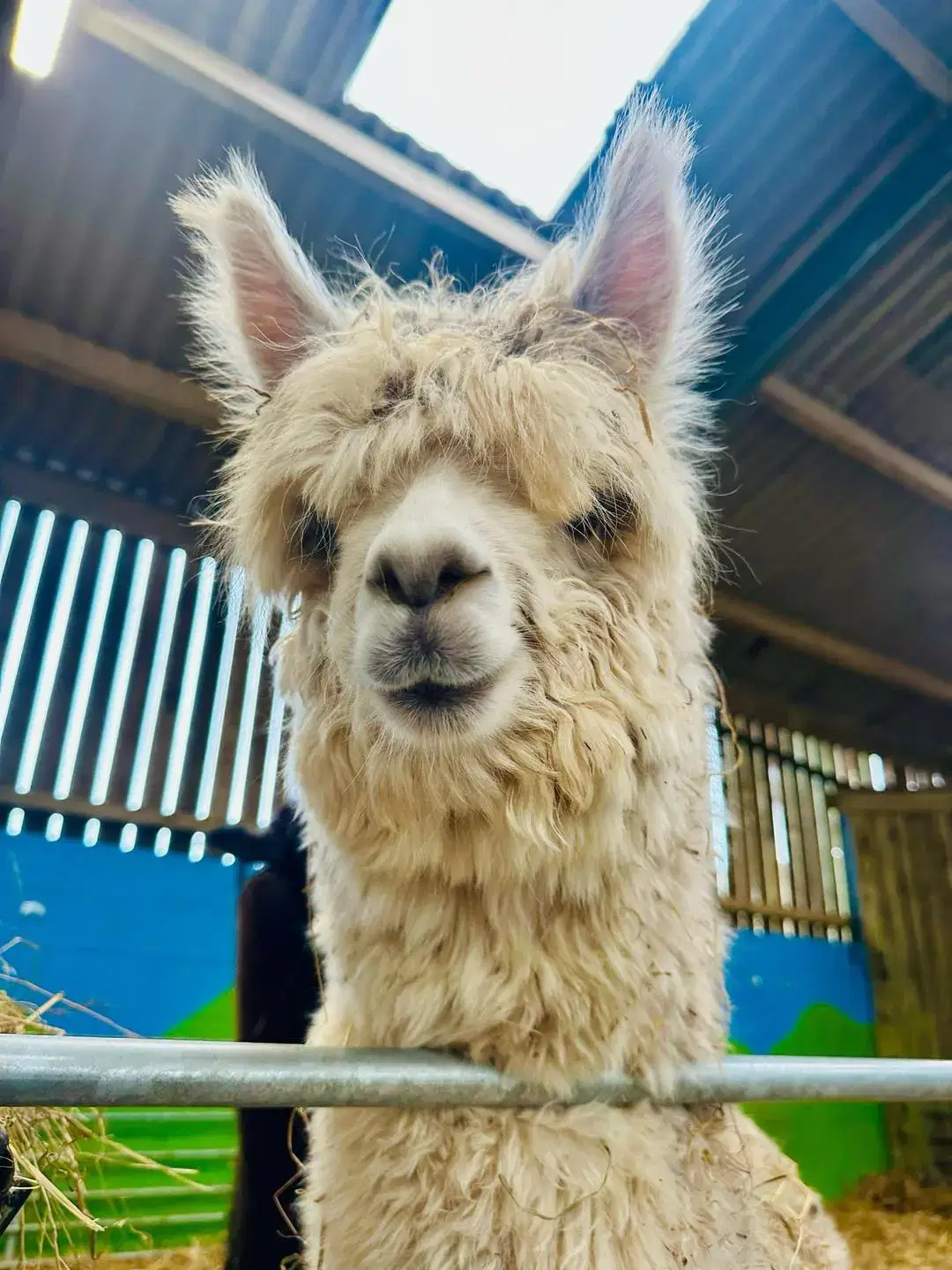 Close-up of shaggy alpaca's head.