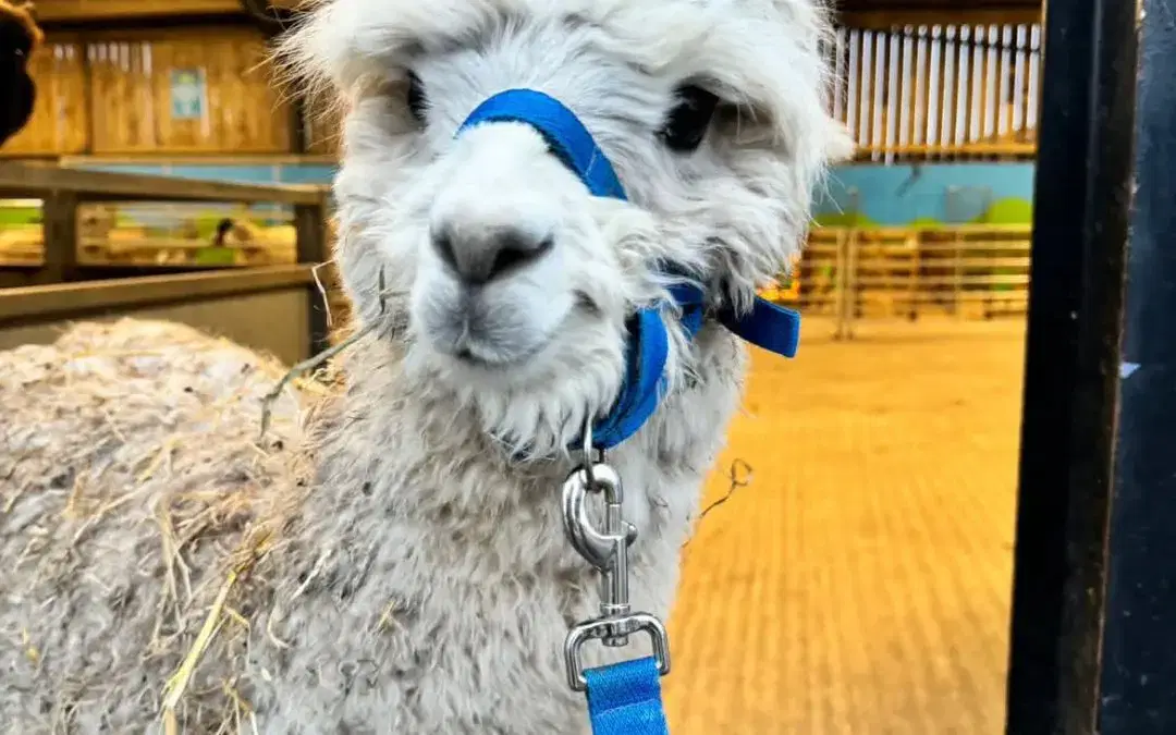 New for Summer – Alpaca Walking at MonkFest!