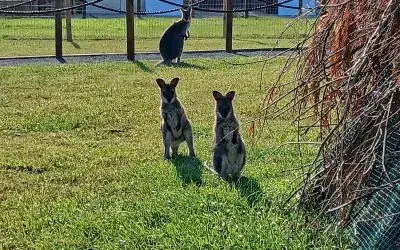 Out of the Pouch and Ready to Play!