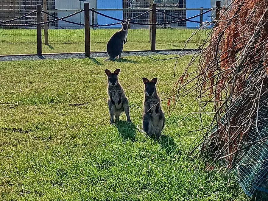 Out of the Pouch and Ready to Play!