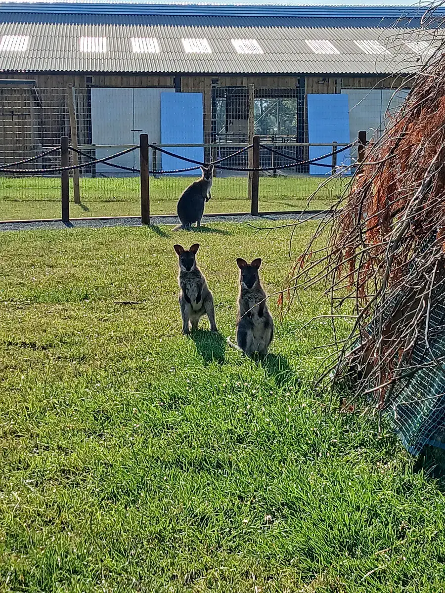 Wallabies in grassy enclosure at Monk Park Farm