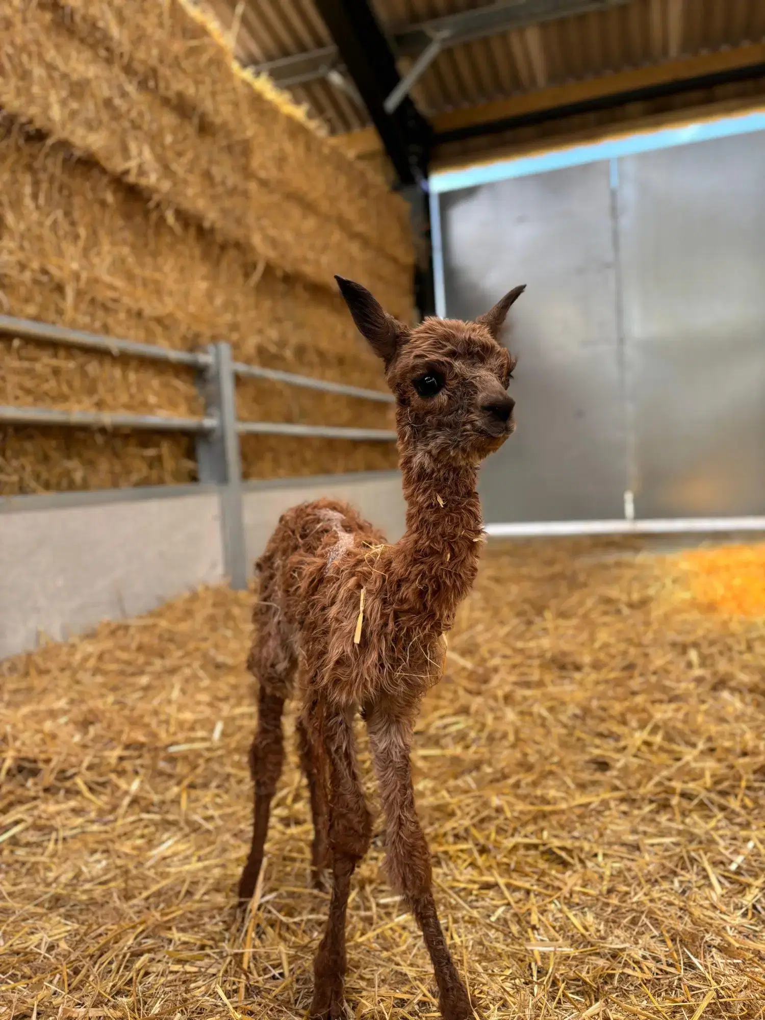 4ad4d143-e88c-4f04-a6af-fcf123919a8f Baby llama at Monk Park Farm